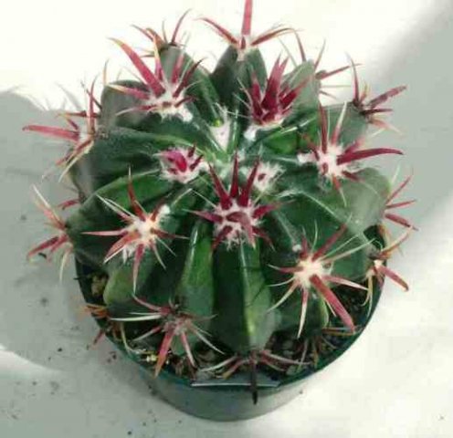 Ferocactus_atispinus